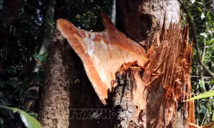 Xử lý tình trạng phá rừng ở Khu bảo tồn thiên nhiên Bắc Hướng Hóa 