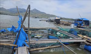 Khẩn trương khôi phục sản xuất nông nghiệp sau bão số 13