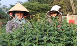 Làng hoa Tết lớn nhất miền Trung được mùa, trúng giá