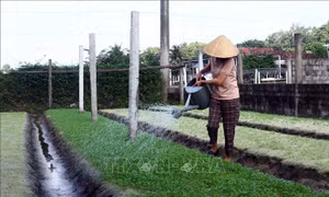 Nông dân hối hả vào vụ cung ứng rau cho Tết