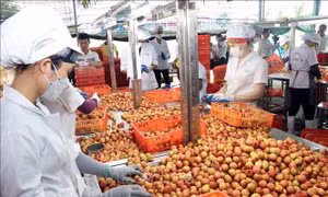 Xúc tiến thương mại - cầu nối giúp nông sản Việt vươn xa