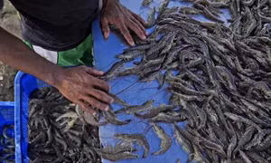 Cú sốc 'tôm nhiễm phóng xạ' đe dọa hàng triệu sinh kế tại Indonesia