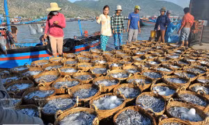 Nguồn nguyên liệu cá để sản xuất nước mắm đang có dấu hiệu suy giảm