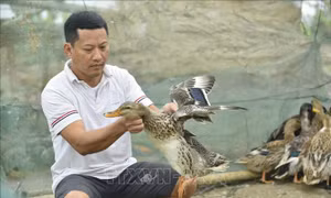 Phục tráng thành công giống vịt Cổ Lũng 