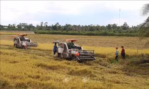 Tham gia mô hình liên kết sản xuất, nông dân lãi từ 35 - 40 triệu đồng/ha