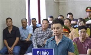 Xét xử các bị can trong vụ án phá rừng thông trên đèo Pha Đin