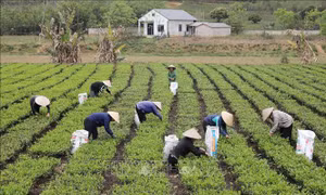 Xuất khẩu sụt giảm, chè Việt chinh phục thị trường nội địa