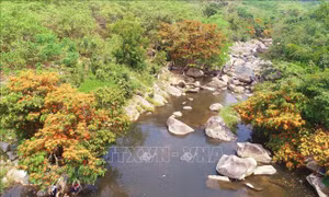 Bình Định: Trang rừng nở rộ bên bờ suối Tà Má, thu hút du khách