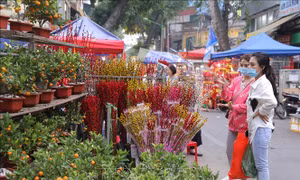 Hà Nội: Miễn phí thuê mặt bằng đối với các hộ bán hoa, cây cảnh dịp Tết