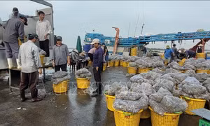 Bà Rịa - Vũng Tàu: Chậm hỗ trợ ngư dân theo Quyết định 48/2010/QĐ-TTg