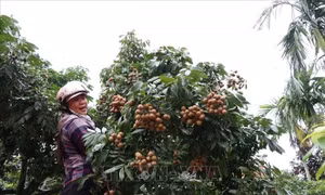 Tự tin đưa nhãn Hải Dương đến thị trường châu Âu, Australia, Singapore