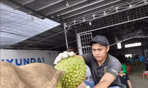 Sầu riêng đầu mùa nghịch vụ rớt giá