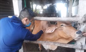 Phòng, chống dịch bệnh, bảo đảm an toàn cho đàn vật nuôi
