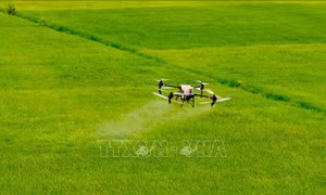 Cánh đồng lớn mở đường cho nông nghiệp hiện đại