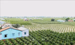 Tiền Giang: Tập trung nguồn lực thúc đẩy xây dựng nông thôn mới 