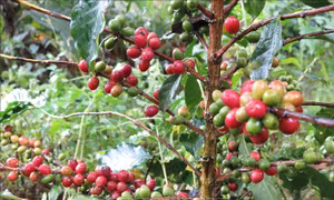 Để thương hiệu cà phê xứ lạnh Kon Tum vươn xa