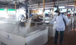 Thanh Hóa quyết liệt ngăn chặn bùng phát dịch tả lợn châu Phi 
