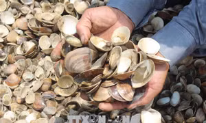 Ngao ngán vì ngao chết trắng đồng