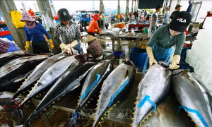 Tìm hướng gỡ 'nút thắt' cho cá ngừ