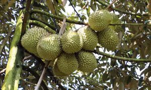 Giá sầu riêng tăng kỷ lục ngày giáp Tết
