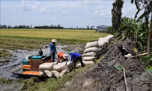 Xây dựng phương án ứng phó lũ vùng Đồng bằng sông Cửu Long