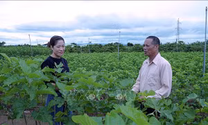 Nhiều nông dân ở Chư Sê thoát nghèo nhờ trồng dâu nuôi tằm 