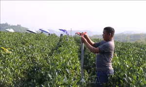 Chương trình Mỗi xã một sản phẩm: Sản xuất chè theo hướng an toàn, hữu cơ