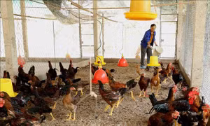 Giá gà thịt tăng giúp người nuôi lãi cao