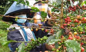 Tác động của biến đối khí hậu với người trồng cà phê Việt Nam qua cái nhìn của báo Đức