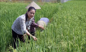Gương Nông dân Việt Nam xuất sắc: Tích tụ ruộng đất, sản xuất nông sản đặc sản 