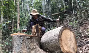 Quảng Ngãi: Khai thác gỗ trái phép trong rừng phòng hộ chưa có dấu hiệu dừng lại
