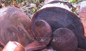 Vận chuyển trái phép 110 khúc gỗ nghiến dạng thớt 