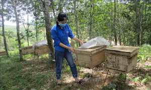 Khởi nghiệp từ mô hình 'Vườn rừng bản Thổ'
