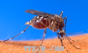 Virus Tây sông Nile quay trở lại Tây Ban Nha