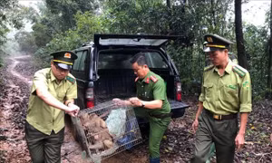 Thả 8 con khỉ quý hiếm về môi trường tự nhiên