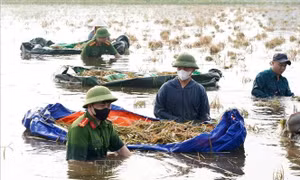 Hà Nội: Hỗ trợ giống, vật tư nông nghiệp cho người dân sau thiên tai