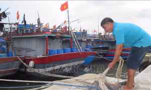 Ngư dân Thừa Thiên – Huế khẩn trương neo đậu, gia cố trụ giữ tàu thuyền