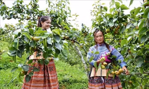 Phát huy hiệu quả các Chương trình mục tiêu quốc gia tại vùng đồng bào dân tộc thiểu số