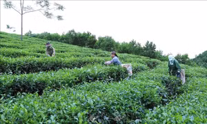 Diện mạo mới trên quê hương Thủ đô kháng chiến