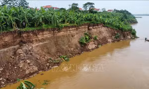 Sạt lở bờ sông Thao, nhiều diện tích đất canh tác bị cuốn trôi