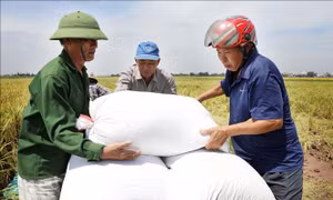 Bão số 1: Thái Bình khẩn trương thu hoạch lúa tránh bão