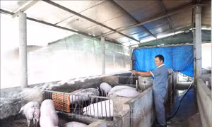 Giá lợn hơi tăng cao, người nuôi tích cực tái đàn