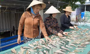 Tất bật chuẩn bị thủy, hải sản khô phục vụ thị trường Tết