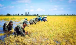 Triển khai Đề án giáo dục, tuyên truyền về Quân đội tham gia lao động sản xuất trên phạm vi cả nước