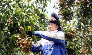 Hỗ trợ kết nối cung cầu tiêu thụ nông sản miền núi