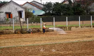 Rau Tết chốt đơn sớm