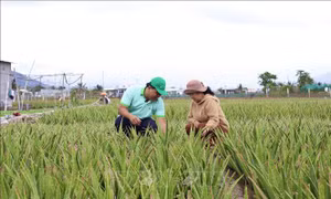 Thúc đẩy nông nghiệp tuần hoàn - Bài 2: Mô hình không phế phẩm