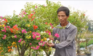 Làng nghề hoa giấy Tân Dương chuẩn bị hàng triệu chậu hoa phục vụ Tết