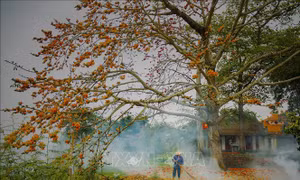Ngẩn ngơ hoa gạo tháng 3