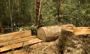 Khởi tố nhóm nhân viên quản lý, bảo vệ rừng khai thác gỗ trái phép ở Gia Lai